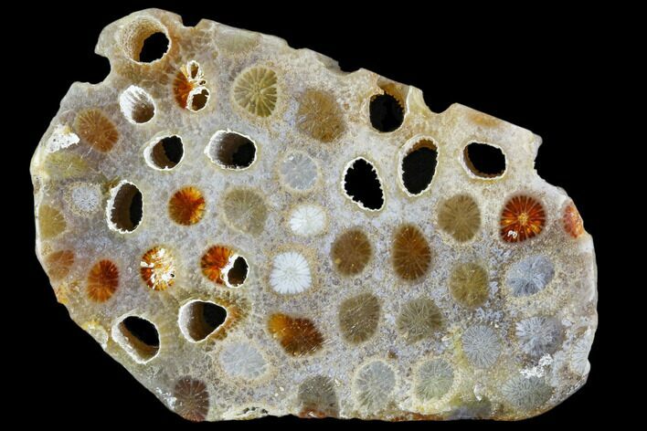 Polished, Fossil Coral Slab - Indonesia #109153